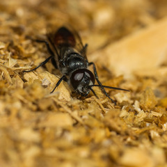 Astata boops
