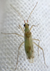 Dicyphus epilobii