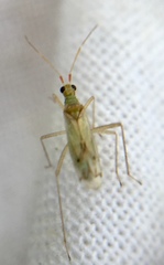 Dicyphus epilobii