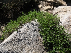 Monardella odoratissima