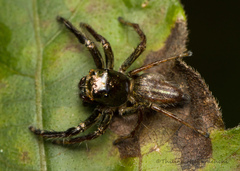 Colopsus