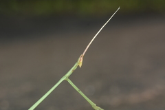 Schizocephala bicornis