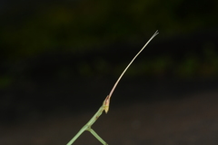 Schizocephala bicornis