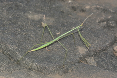 Schizocephala bicornis