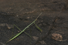 Schizocephala bicornis