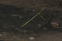 Schizocephala bicornis