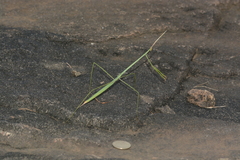 Schizocephala bicornis