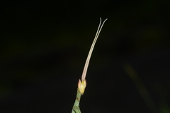 Schizocephala bicornis