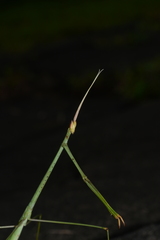 Schizocephala bicornis