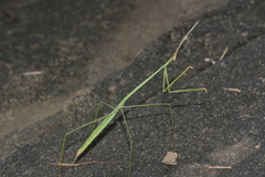 Schizocephala bicornis