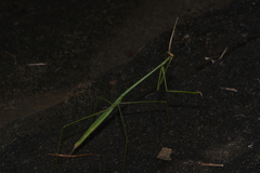 Schizocephala bicornis