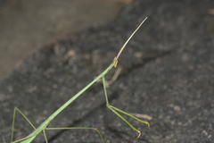 Schizocephala bicornis