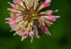 Anthidium punctatum