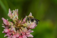 Anthidium punctatum