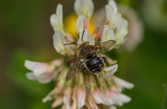 Anthidium punctatum