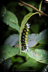 Leucanella saturata