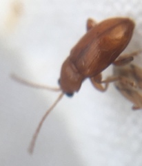 Neocrepidodera transversa