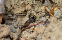 Tachysphex obscuripennis