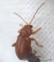 Neocrepidodera transversa
