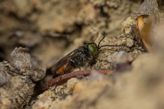 Tachysphex obscuripennis