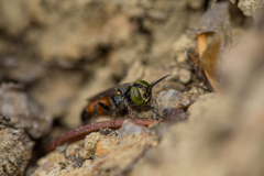 Tachysphex obscuripennis