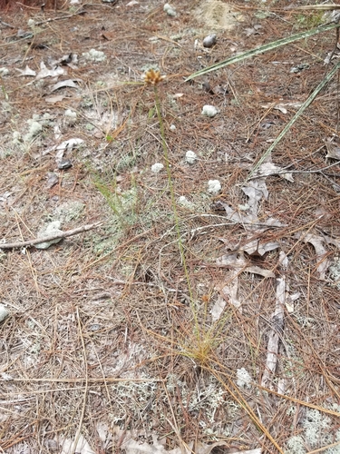Image of Bulbostylis warei by no rights reserved