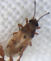 Cymus melanocephalus