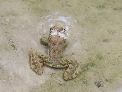 Euphlyctis cyanophlyctis