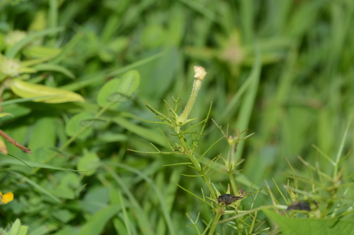 Image of Rhamphicarpa fistulosa by no rights reserved