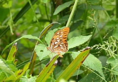 Dione vanillae insularis