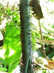 Bactris mexicana
