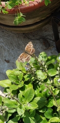 Anthanassa texana