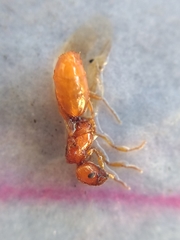 Pheidole cerebrosior