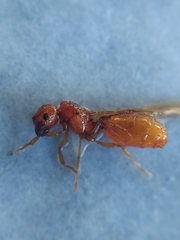 Pheidole cerebrosior