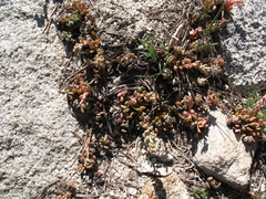 Sedum obtusatum