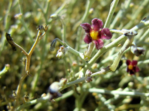 Jamesbrittenia barbata image