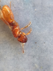 Pheidole cerebrosior