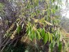 Prunus serotina capuli - Photo (c) Alfredo F. Fuentes Claros, some rights reserved (CC BY-NC), uploaded by Alfredo F. Fuentes Claros