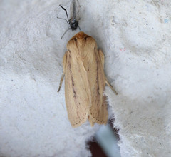 Globia sparganii