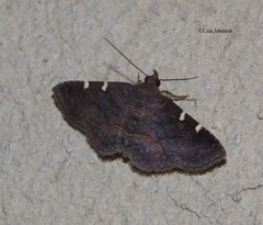 Antiblemma concinnula