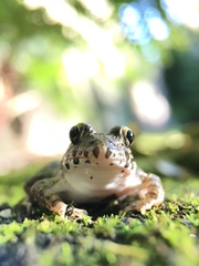 Fejervarya kawamurai
