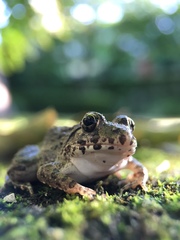Fejervarya kawamurai