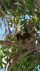 Sciurus niger