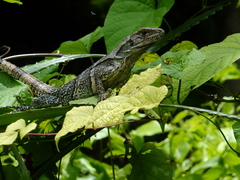 Ctenosaura similis