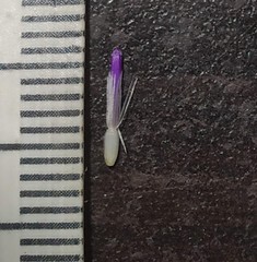 Phyllocephalum scabridum