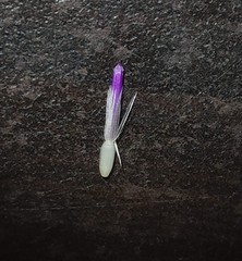 Phyllocephalum scabridum