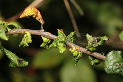 Brachycaudus helichrysi