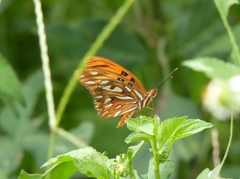 Dione vanillae insularis