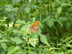 Dione vanillae insularis