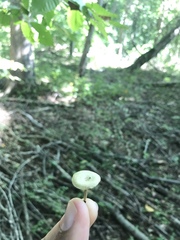Baeospora